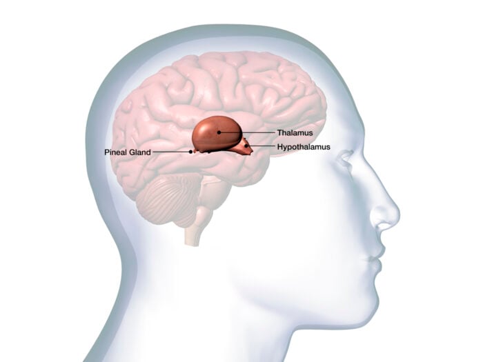 Im Hypothalamus sitzen Neuronen, die bei Hunger besonders aktiv werden