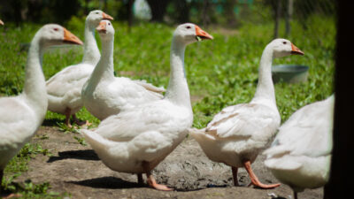 Statistiker: Import von Gänsefleisch binnen zehn Jahren halbiert