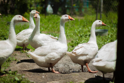 Statistiker: Import von Gänsefleisch binnen zehn Jahren halbiert