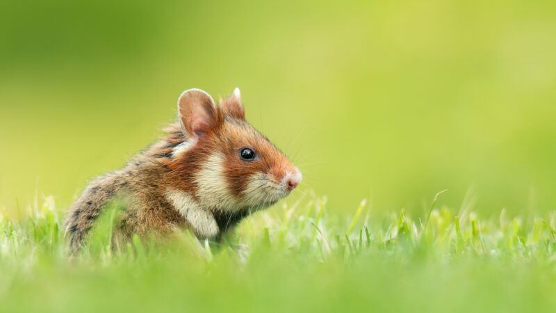 Japanische Forscher wollen neue Lebewesen erschaffen