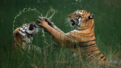 „Masterclass für das Überleben“ gewinnt den Nature’s Best Photo Award 2024