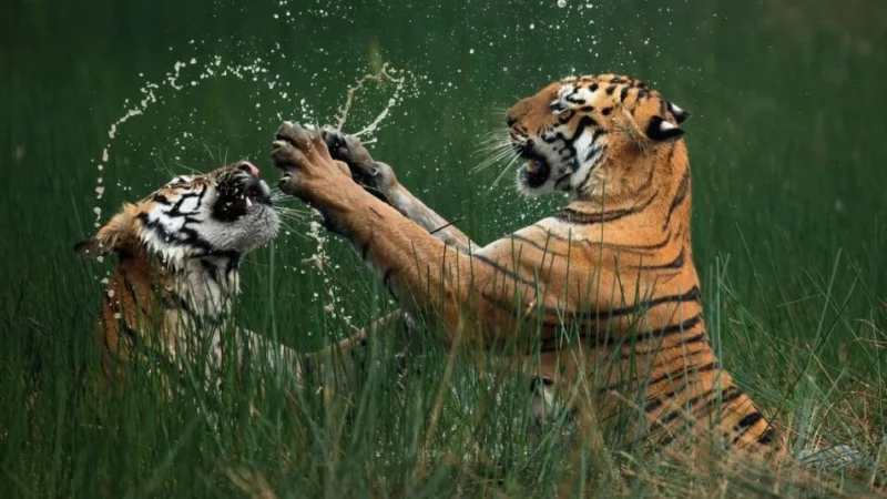 Das Gewinnerfoto: „Bengal Tigers, IUCN Red List Status: Endangered”, Aufnahmeort: Tadoba-Andhari-Tigerreservat, Maharashtra, Indien. Foto: © Mangesh Ratnakar Desai / Mit freundlicher Genehmigung von Nature’s Best Photography