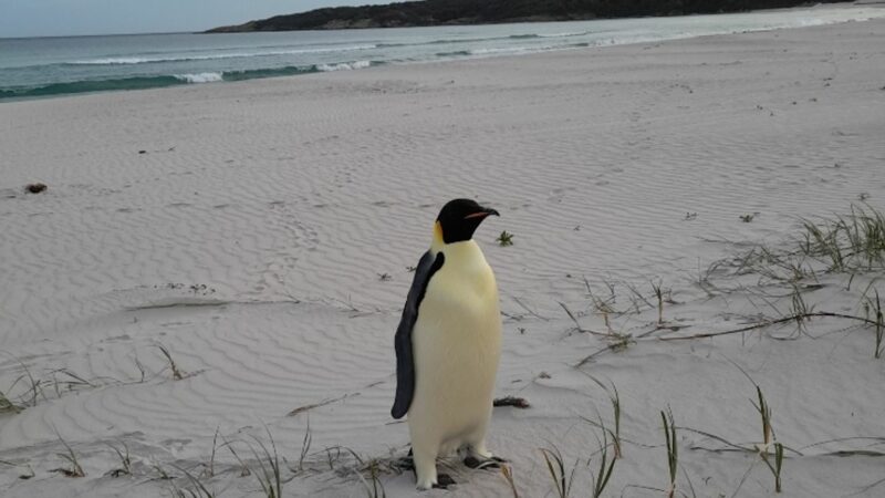 Einsam und etwas überrascht fand sich der Kaiserpinguin plötzlich in Australien wieder.