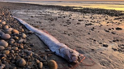 Von wegen Weltuntergang – Forscher begeistert über Fische