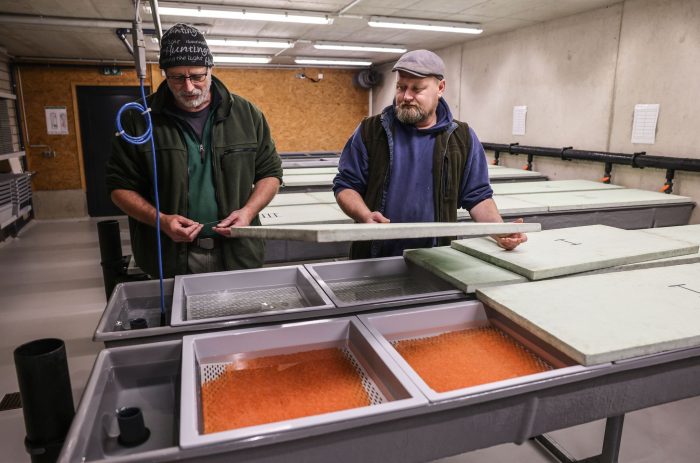 Die Wildlachs-Eier werden über den Winter im Wildlachszentrum ausgebrütet.