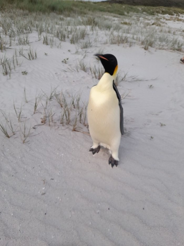 Badegäste am Ocean Beach staunten nicht schlecht über den seltenen Gast.