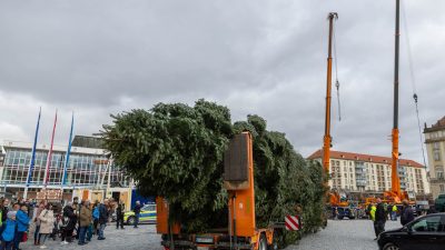 100 Jahre alte 25-Meter-Tanne für Dresdens Weihnachtsmarkt