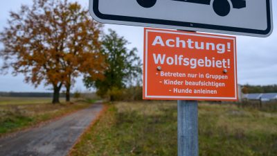 Illegale Tötungen und Verkehrsunfälle: Gefährliche Herausforderungen für Wölfe