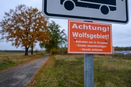Illegale Tötungen und Verkehrsunfälle: Gefährliche Herausforderungen für Wölfe