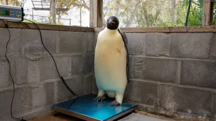 Gus wird regelmäßig gewogen, um seine Fortschritte zu überprüfen.