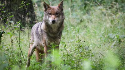 Warum aus den ersten deutschen Wölfen rasch viele wurden