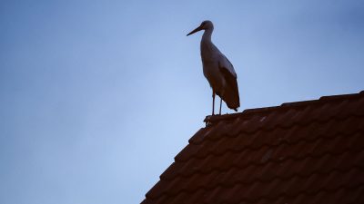 Kinder sind ein Muss, meinen mehr Männer als Frauen