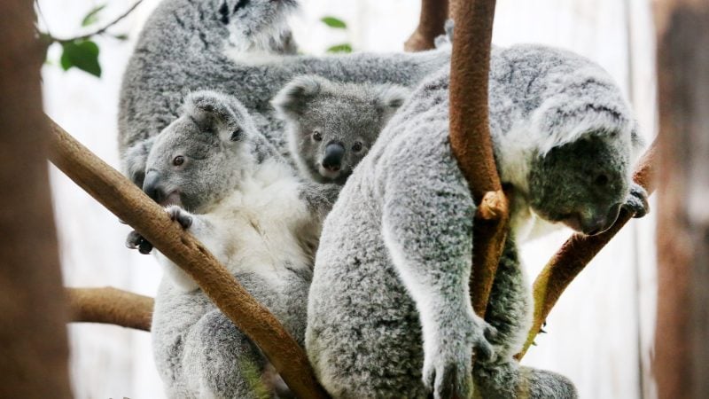 Drei Koalas im Duisburger Zoo gestorben