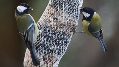 Meisen lernen nach Umzug von ihren neuen Nachbarn