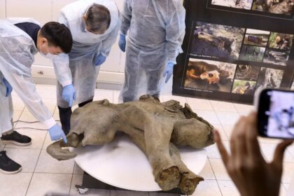 Gut erhaltenes Mammut-Baby in Russland entdeckt