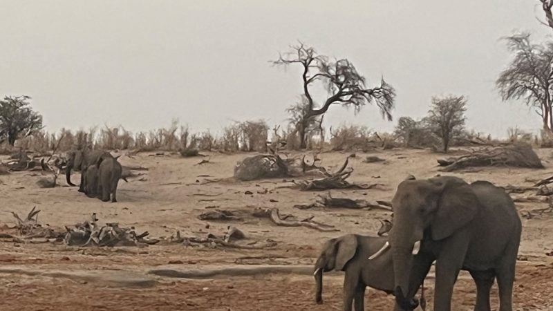 Elefanten im Makgadikgadi Pans Nationalpark in Botsuana.