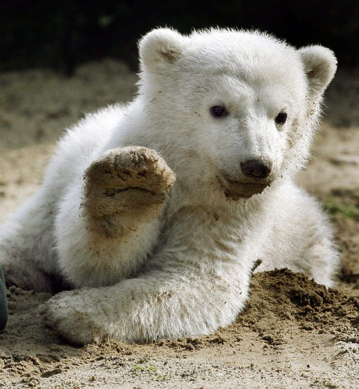 Eisbär Knut löste einen Hype aus (Archivbild). 