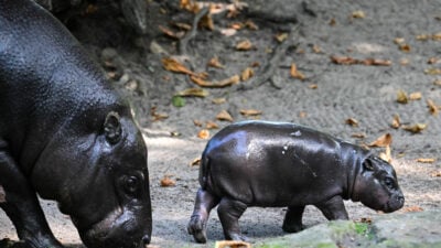 Neuer Tierpfleger von Mini-Hippo Toni wird um Job beneidet