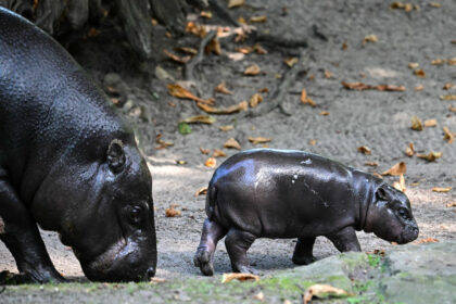 Neuer Tierpfleger von Mini-Hippo Toni wird um Job beneidet