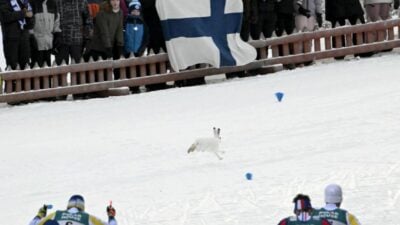 Wochenrückblick (Teil 2): Schneehase führt Skilanglauf an