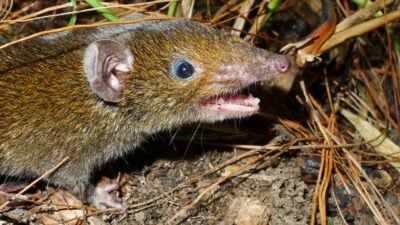 Entdeckungen am Mekong: Igel mit weichem Fell und Mini-Maus