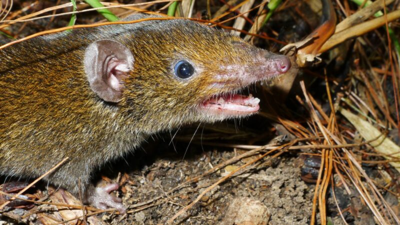 Der Kleine Rattenigel hat weiches Fell und scharfe Reißzähne.