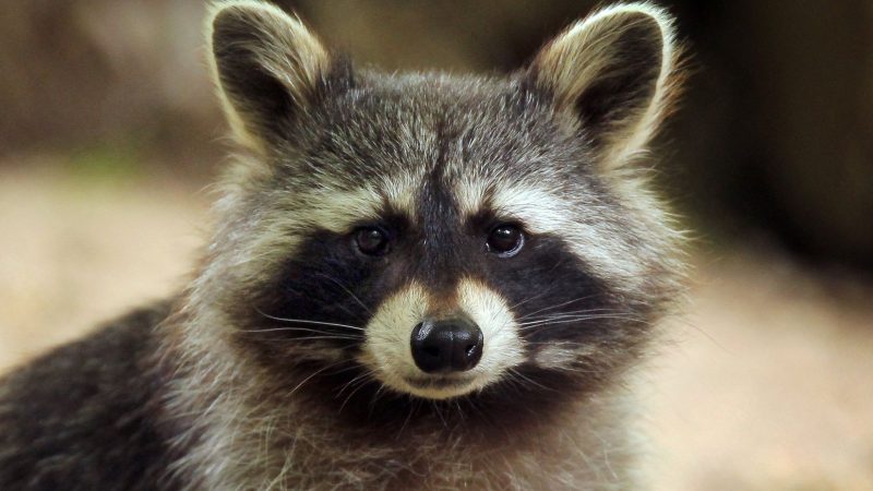 Im Landkreis Altenkirchen hat ein Waschbär so viel Chaos in einem Haus angerichtet, dass die Polizei anrückte. (Symbolbild)