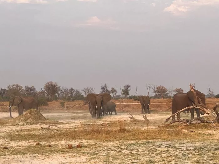 Botsuana im südlichen Afrika hat geschätzt 130.000 wilden Elefanten.