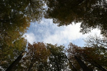 Studie: Deutschland könnte wilder werden