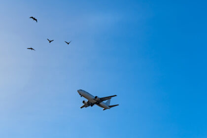 Vogelschlag: Schreckgespenst für Piloten