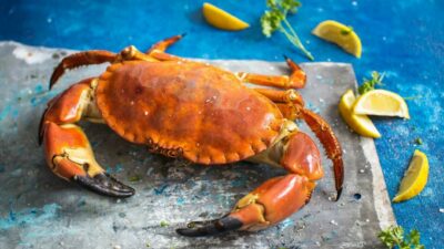 Krebsschalen statt Plastiktüten: Forscher entwickeln Verpackungen aus Fischereiabfällen