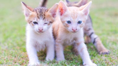 Warum wir Tierbabys so süß finden