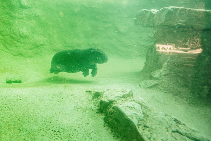 Selbst unter Wasser ist Toni einfach süß (Archivbild). 