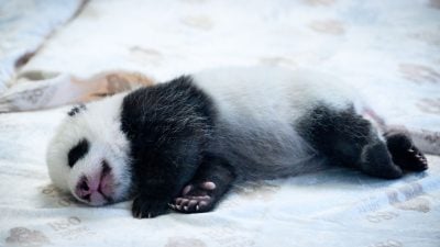 Berliner Panda-Mädchen heißen Leni und Lotti