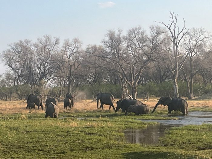 Eine Herde Elefanten im berühmten Okavango-Delta von Botsuana