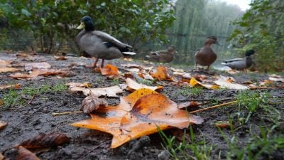 Deutsche Wildtier Stiftung warnt vor Entenfüttern mit Brot