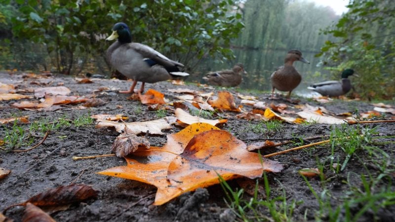 Die Deutsche Wildtier Stiftung warnt eindringlich davor, Enten mit Brot zu füttern. (Archivbild)