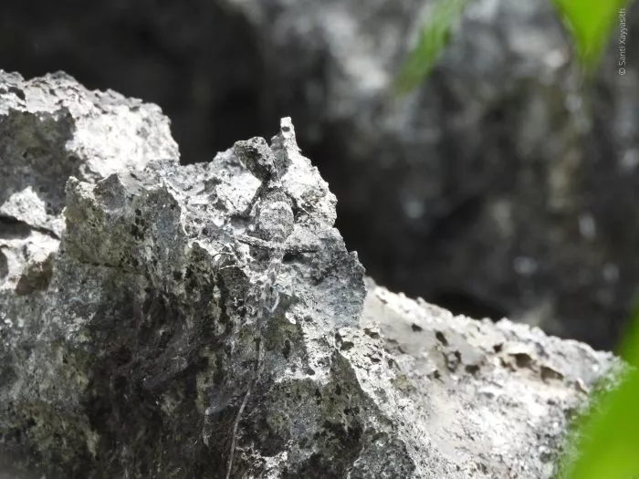 Die Eidechse Laodracon carsticola ist auf einem Stein hervorragend getarnt.