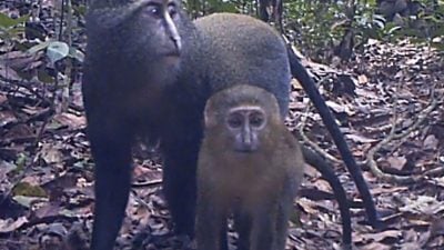 Kongobecken ist „Schatztruhe der biologischen Vielfalt“