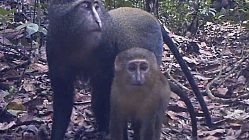 Lesula-Affen (Cercopithecus lomamiensis) sind der Wissenschaft erst seit 2012 bekannt. (Handout)