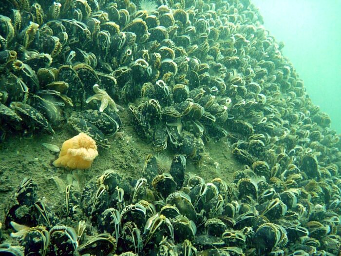 Miesmuscheln auf Fundamenten in der Nordsee