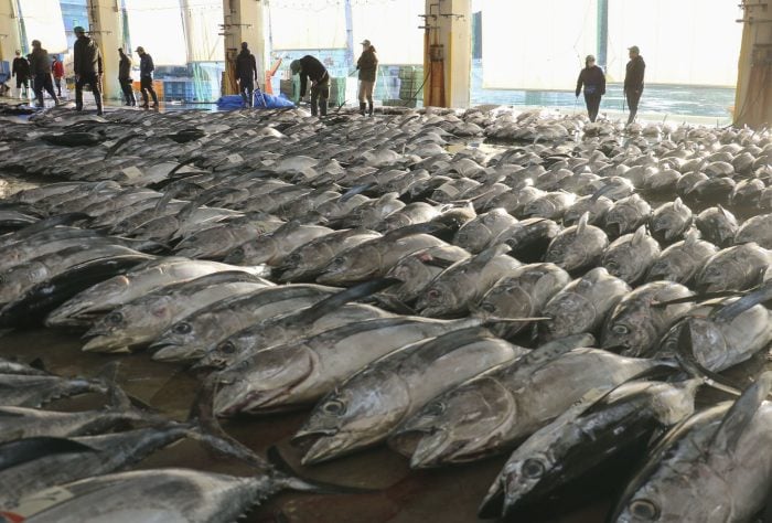 Auf einem Großmarkt im Westen Japans wird Thunfisch bei der ersten Auktion des Jahres angeboten.