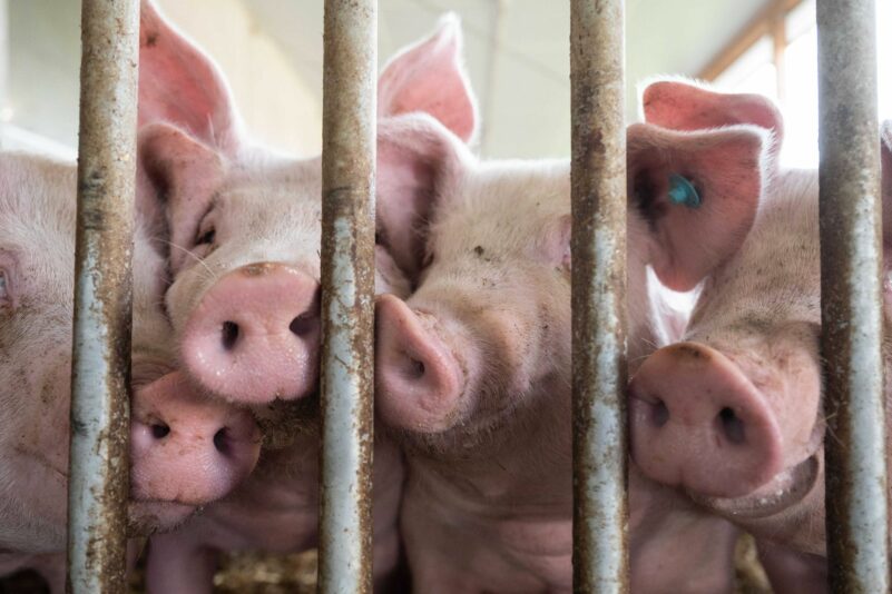 Betroffen sind vor allem Schweinehalter, die ihre Produkte in großem Umfang exportieren. (Archivbild)
