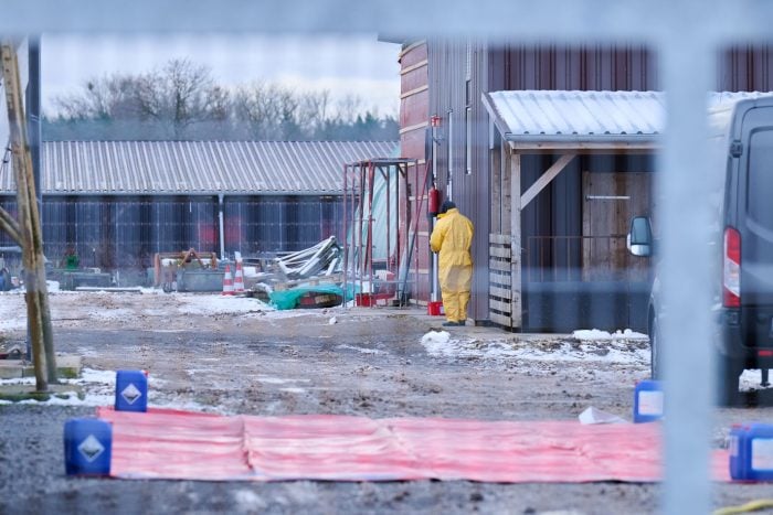 Nach dem Ausbruch der Maul- und Klauenseuche wurden rund 170 Schweine vorsorglich getötet. Der Tierbestand lag in der Nähe des infizierten Wasserbüffel-Herde. 