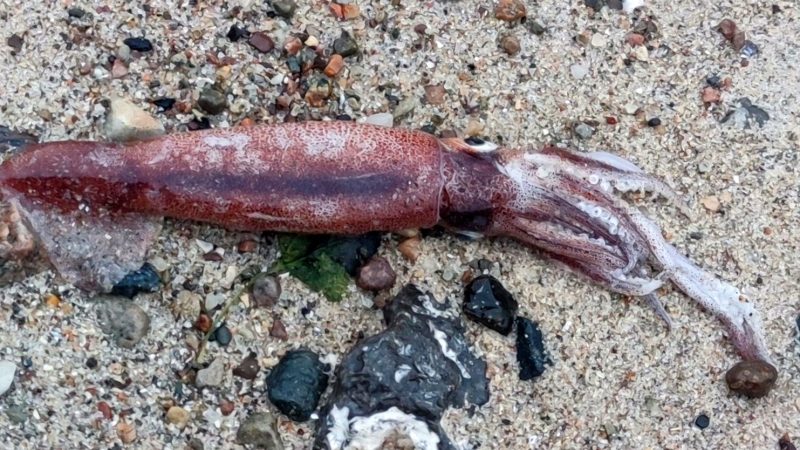 Ein Hobbyforscher hat an der Ostseeküste einen toten Kalmar gefunden.