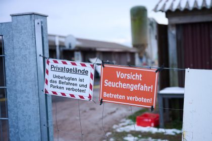 Großbritannien hat nach dem Ausbruch der Maul- und Klauenseuche in Brandenburg ein Importverbot für Huftiere verhängt.