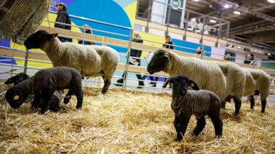 Kein Rind, Schaf, Alpaka: Agrarbranche vor Grüner Woche unter massivem Druck