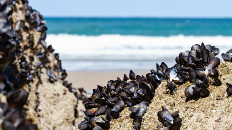 Muscheln in Offshore-Windparks könnte es mies gehen