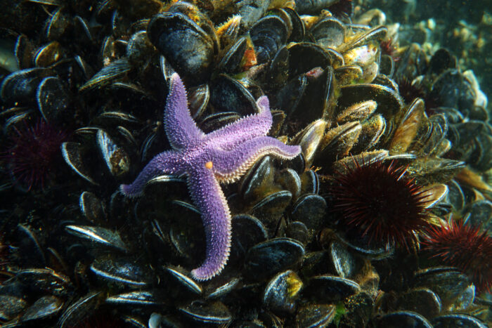 Miesmuscheln helfen anderen Meeresbewohnern