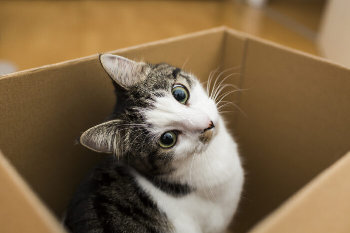 Neues aus der Technik: Schrödingers Katze hat sieben Leben